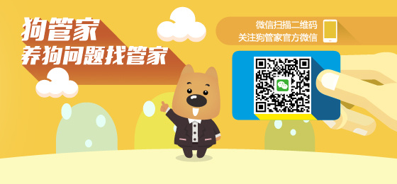 揭秘神秘的管家婆狗，探寻数字背后的故事，揭秘神秘的管家婆狗背后的数字故事