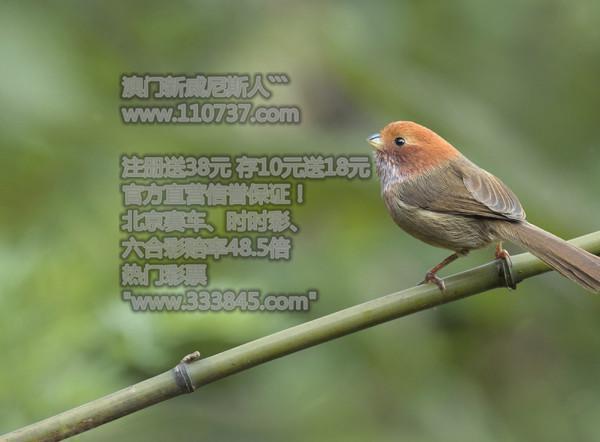 一肖是否包括特肖？——深度解析生肖文化中的奥秘，深度解析，生肖是否包含特肖？——探寻生肖文化中的奥秘