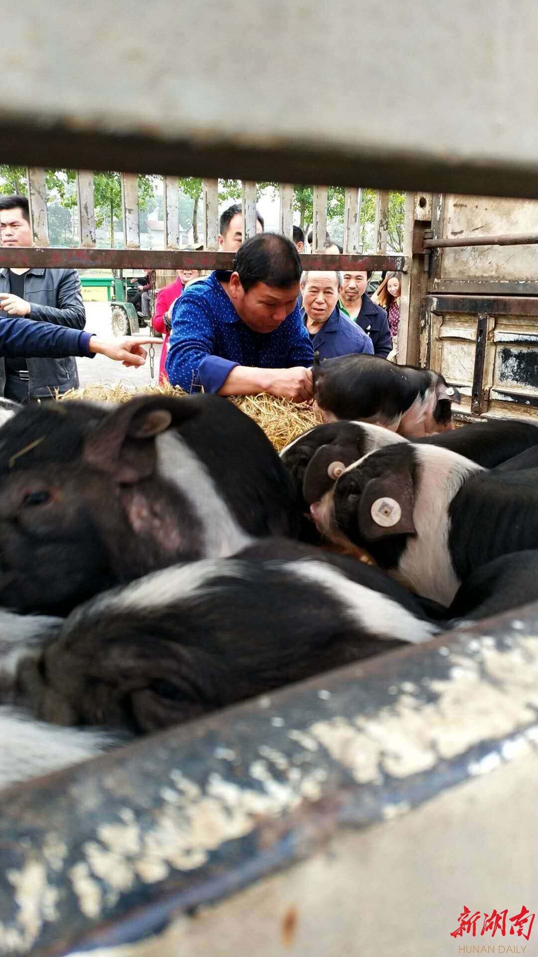花猪王中王平特一肖，探寻背后的故事与神秘魅力，花猪王中王平特一肖，背后的故事与神秘魅力探寻