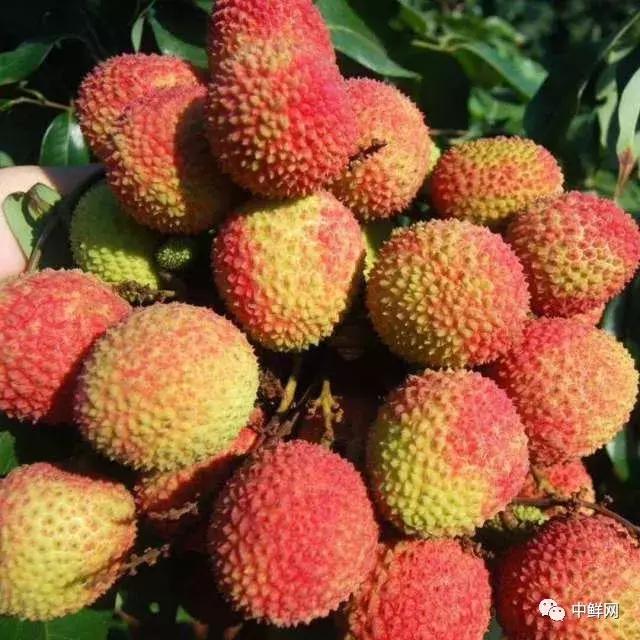 王中王王的妃子一肖，古代宫廷中的传奇故事，古代宫廷传奇，妃子肖与王中王的隐秘故事