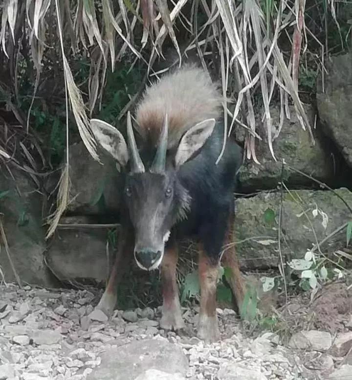 澳门四不像图片大全