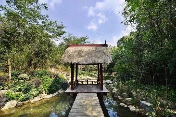 森林王中王打一肖，揭秘生肖中的王者风采，揭秘生肖王者风采，森林王中王揭晓的王者生肖风采