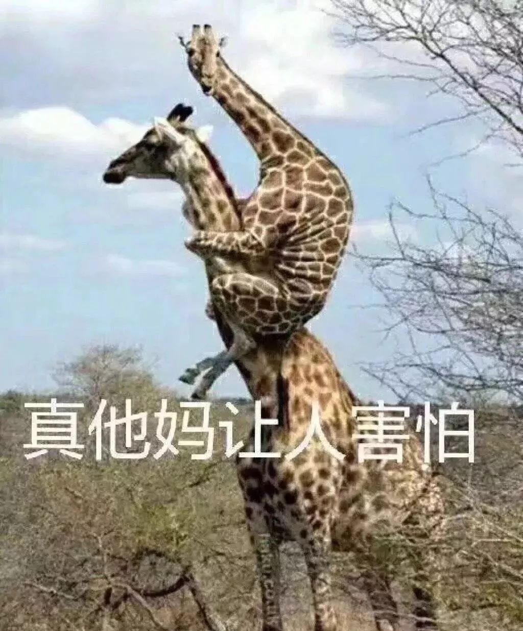 山上王中王，揭秘生肖奥秘，揭秘生肖奥秘，山上王中王的神秘面纱