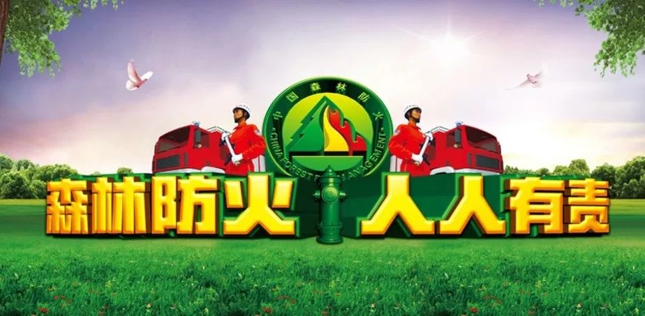 茂密森林王中王，猜一生肖——深度解读生肖之虎的独特魅力，生肖之虎的魅力，森林之王深度解读