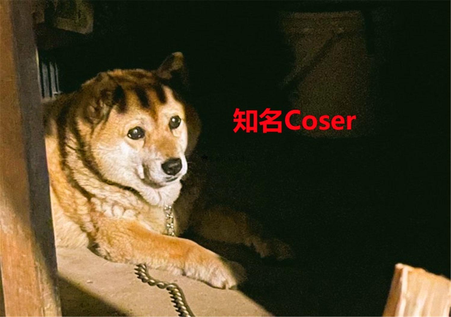 猪狗同行王中王猜一肖