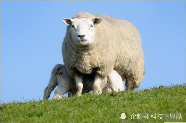 澳门出羊下期必开一肖，揭秘生肖彩票的魅力与预测技巧，揭秘澳门生肖彩票，羊年生肖预测与彩票魅力探索