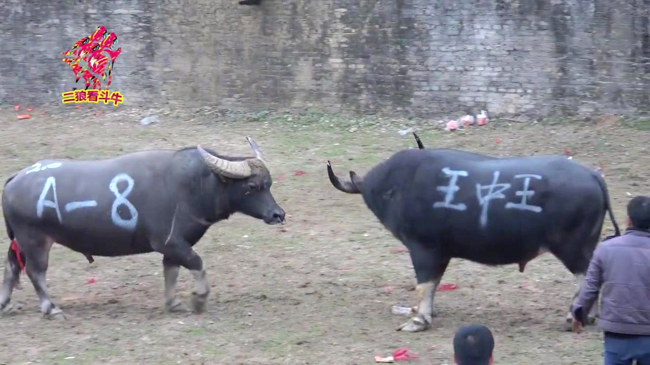 王中王一肖三码生活幽默，揭示生活中的小确幸与意外惊喜，王中王一肖三码，生活中的小确幸与意外惊喜的幽默揭示
