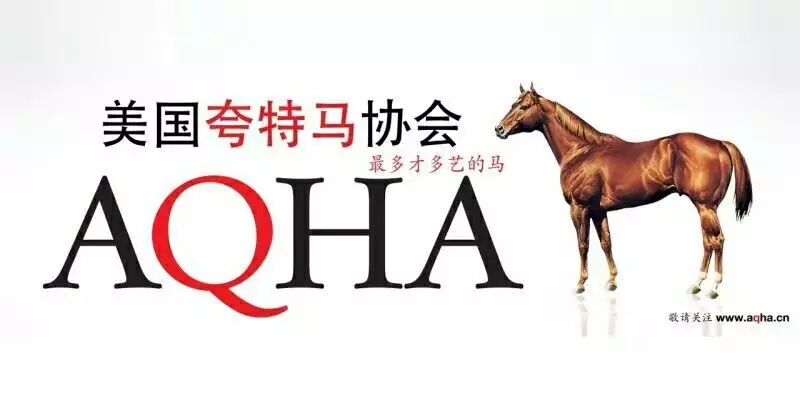 澳门码今晚开什么特马，探索澳门赛马文化的魅力，澳门赛马文化魅力揭秘，探索今晚特马开奖的神秘面纱