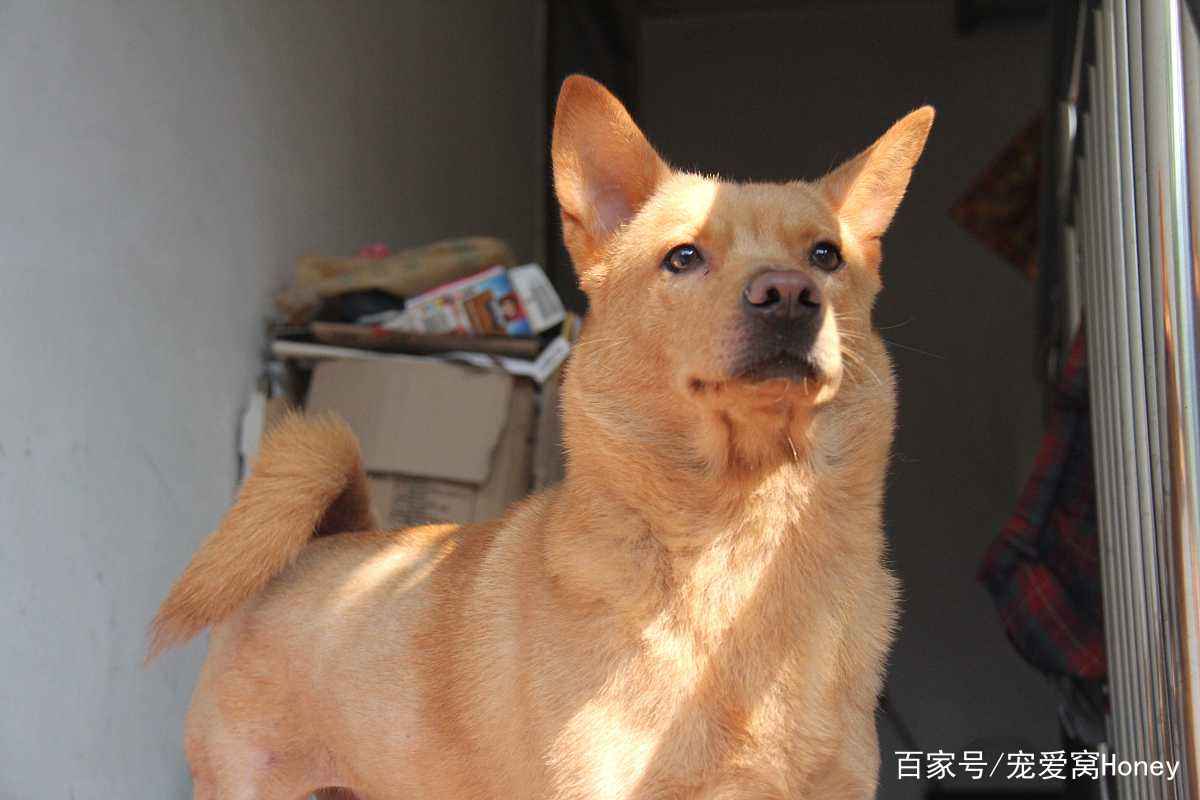澳门一码一肖一待一中四不像——揭开神秘面纱下的真相，澳门神秘事件揭秘，一码一肖一待一中四不像真相探索