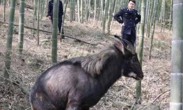 白小姐四不像王中王一肖，神秘传奇与解读，白小姐四不像王中王一肖，神秘传奇揭秘与解读