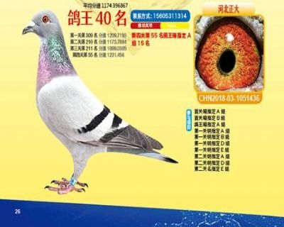 王中王四马一肖，探寻背后的故事与奥秘，王中王四马一肖，背后的故事与奥秘探寻