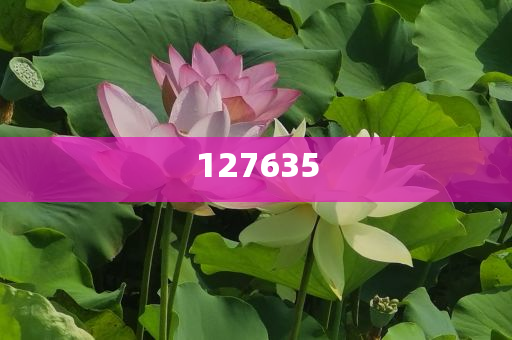 7777788888精准新传真，揭秘SEO优化秘籍，揭秘SEO优化秘籍，精准新传真7777788888指南